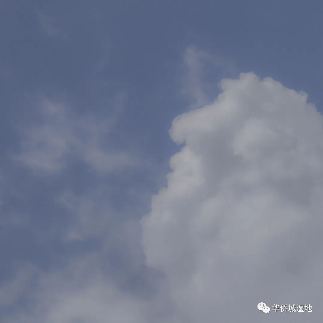 身边的自然 | 关心每一棵树、每一朵云