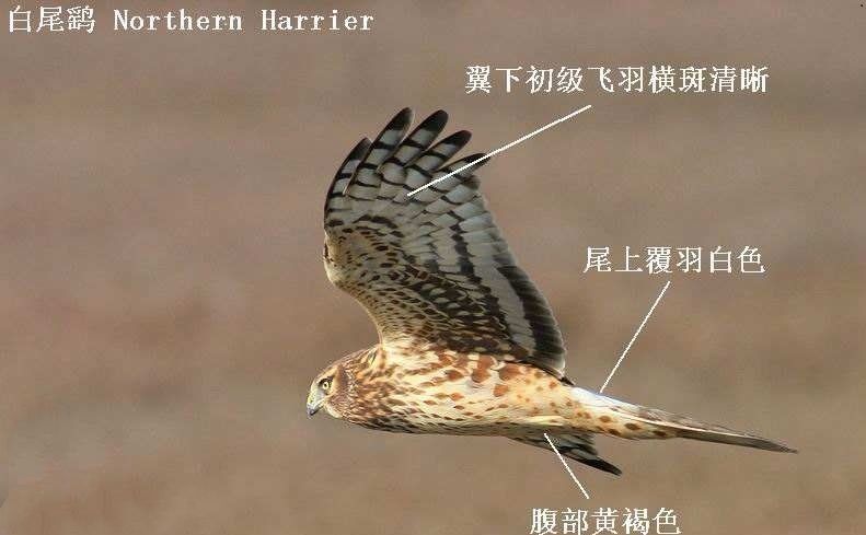 【道水湿地公园珍稀野生动物速览】湿地杀手——白尾鹞