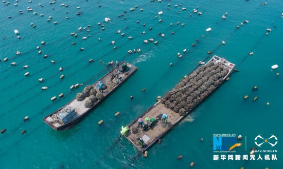 福建诏安:晴日赶海收牡蛎