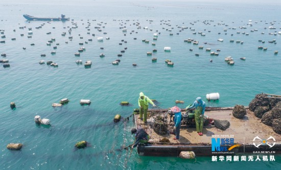 福建诏安:晴日赶海收牡蛎