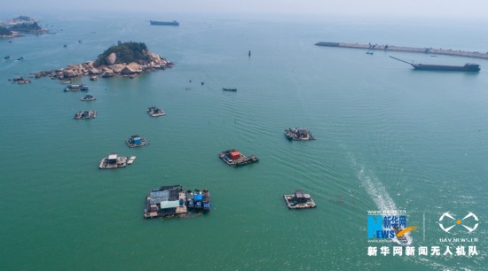 福建诏安:晴日赶海收牡蛎
