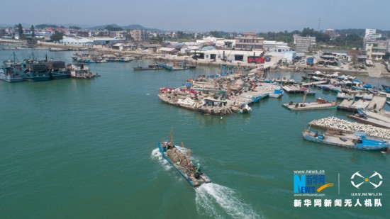 福建诏安:晴日赶海收牡蛎