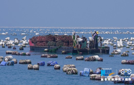 福建诏安:晴日赶海收牡蛎
