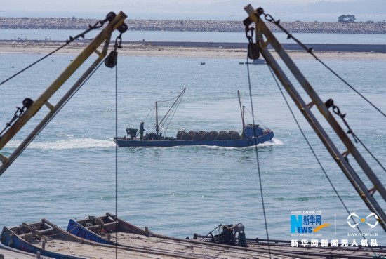 福建诏安:晴日赶海收牡蛎