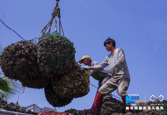 福建诏安:晴日赶海收牡蛎