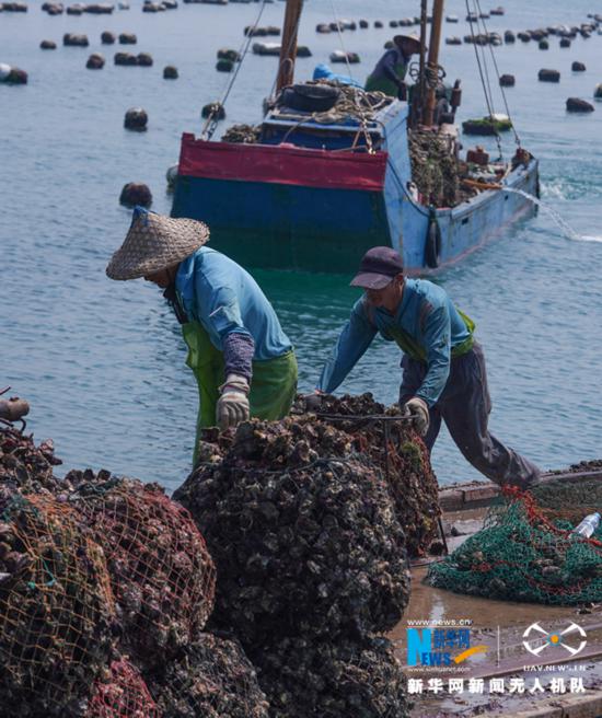 福建诏安:晴日赶海收牡蛎