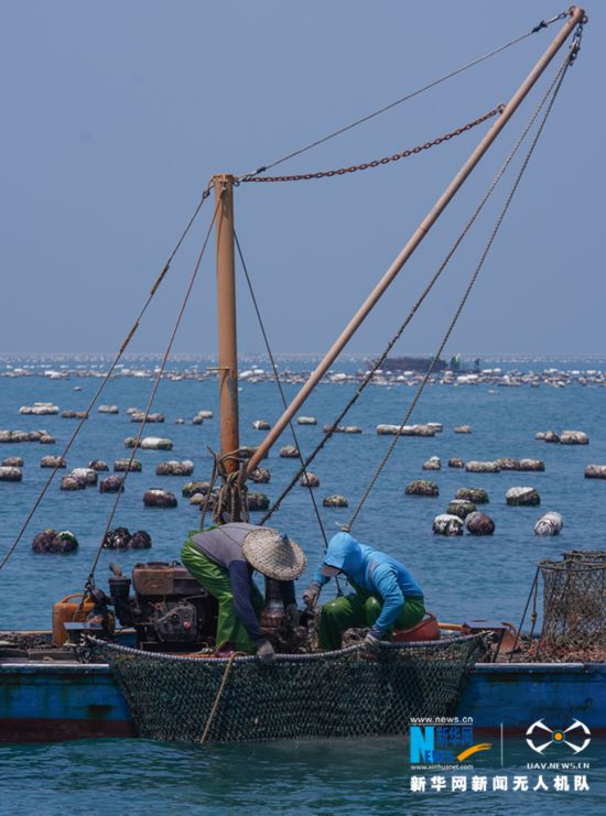 福建诏安:晴日赶海收牡蛎