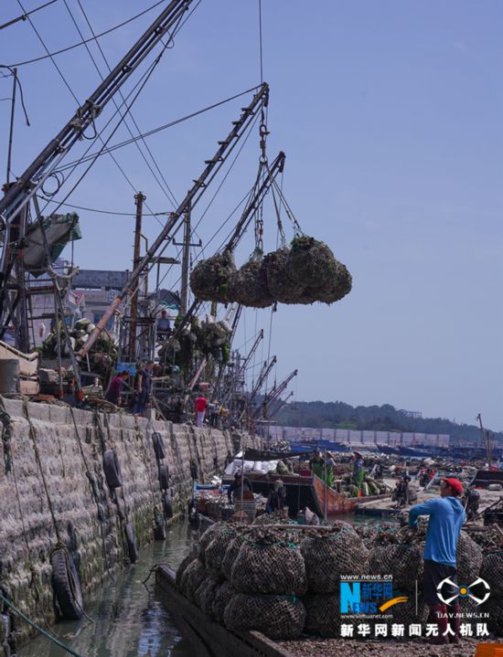福建诏安:晴日赶海收牡蛎