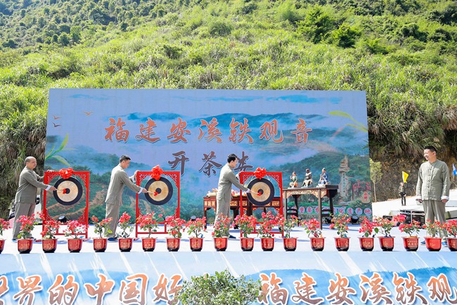 2020安溪铁观音鸣啰开采(安溪县委宣传部供图)