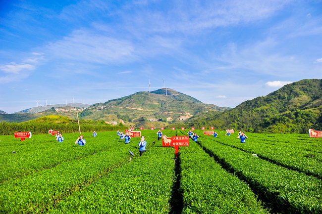 茶企八马茶业的红星茶场喊山开茶(安溪县委宣传部供图)